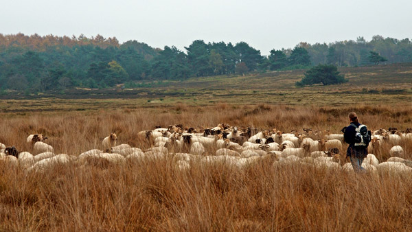 holtingerveld-schapen