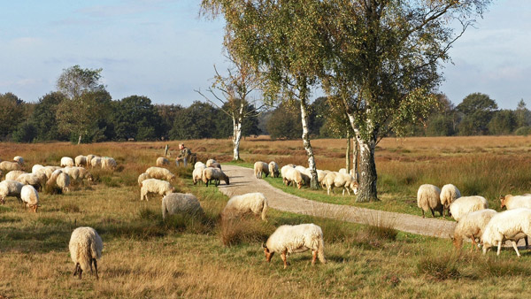 holtingerveld-havelterberg-schapen-2